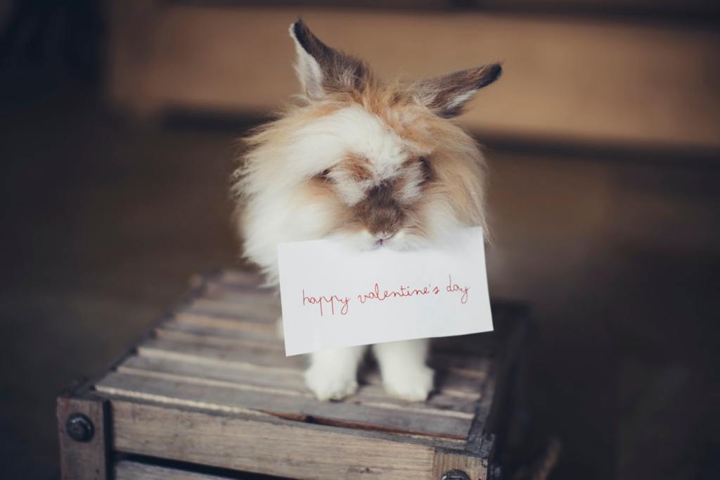 pourquoi fêter la saint Valentin
